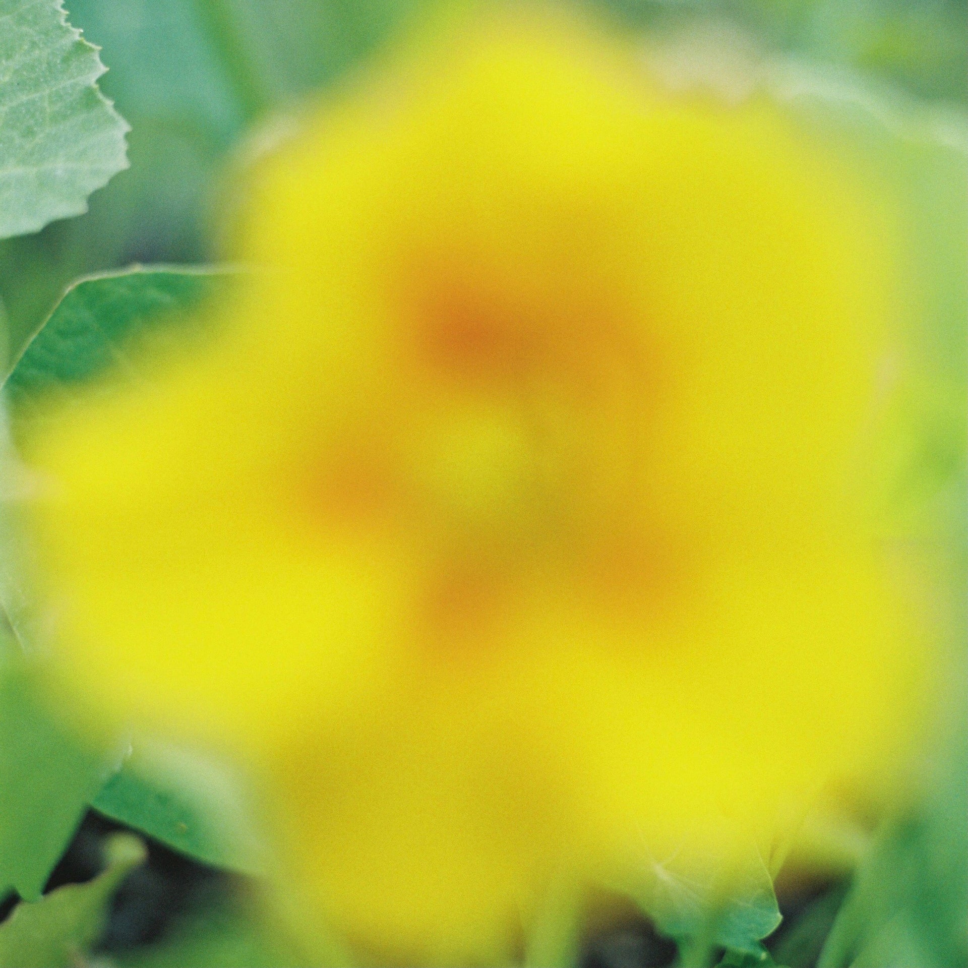 golden neroli