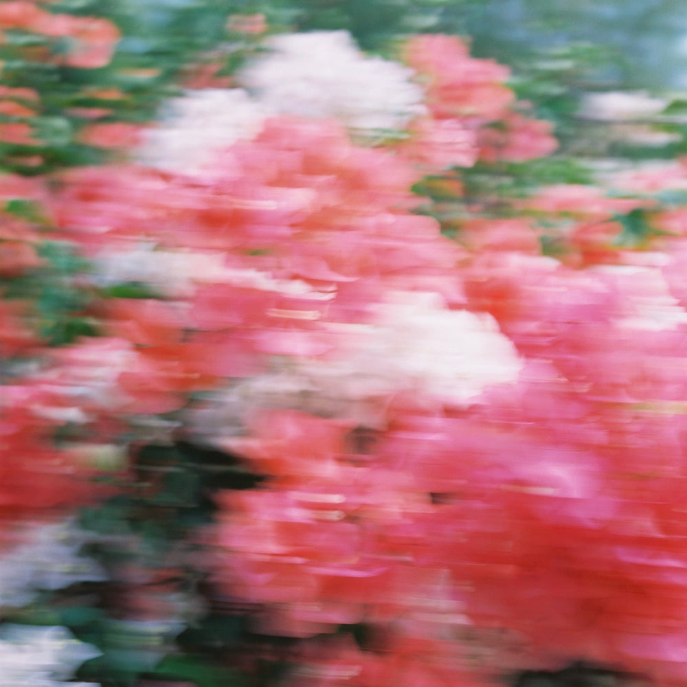 Natural Perfumes Collection | Abel